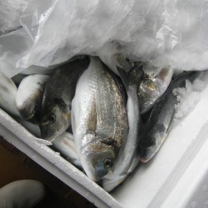 Sea Bream Fish Box (6kg Approx)