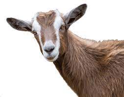 Goat